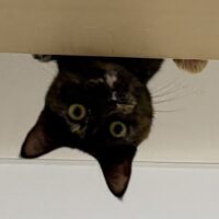 アバター画像